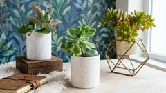 Živé kameny a zelení dravci: 5 neobvyklých pokojových rostlin pro ty, kteří touží po něčem jiném